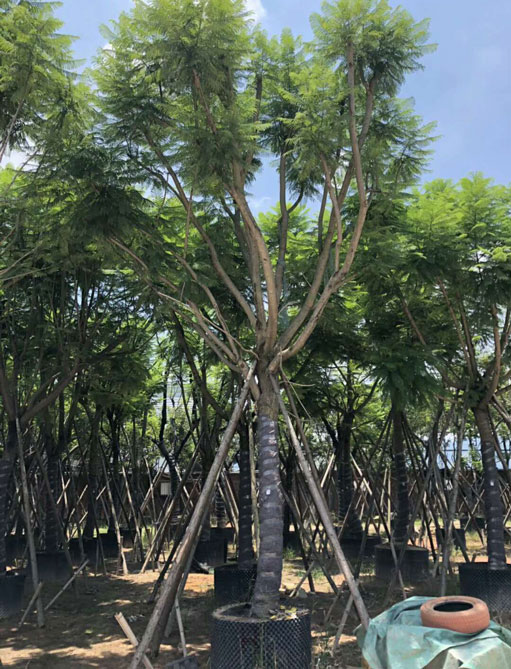 15公分藍花楹價格
