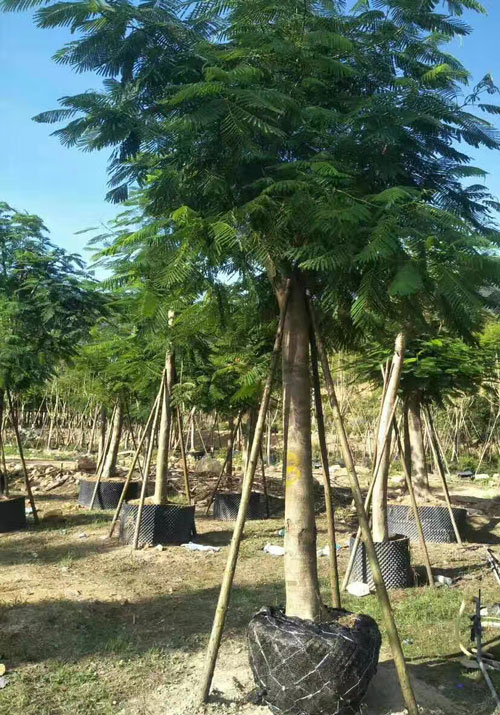 15公分藍花楹價格