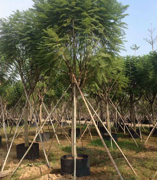 12公分藍花楹價格