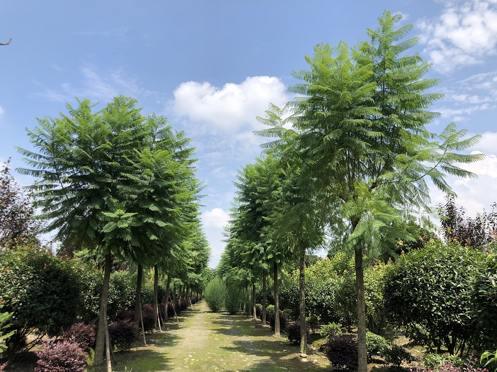 20公分藍花楹價格