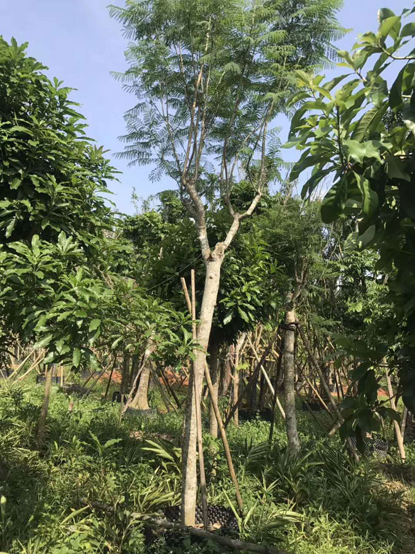 成都藍(lán)花楹樹價格:10公分到30公分批發(fā)報價