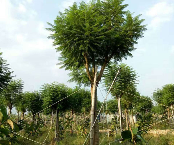 成都藍(lán)花楹樹價格:10公分到30公分批發(fā)報價