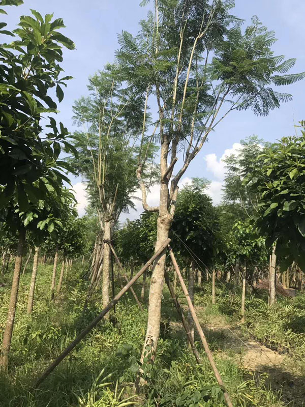 成都藍(lán)花楹樹價格:10公分到30公分批發(fā)報價