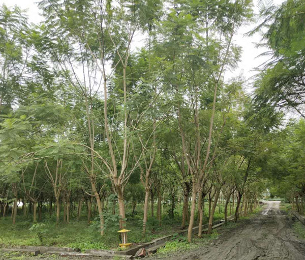 成都藍(lán)花楹樹價格:10公分到30公分批發(fā)報價