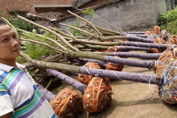 成都藍(lán)花楹種植基地，如何低價(jià)買高存活苗