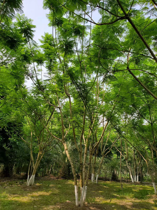 成都藍(lán)花楹種植基地，如何低價(jià)買高存活苗