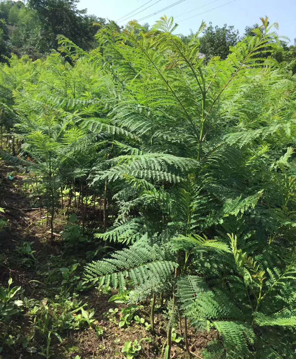 成都藍(lán)花楹種植基地，如何低價(jià)買高存活苗