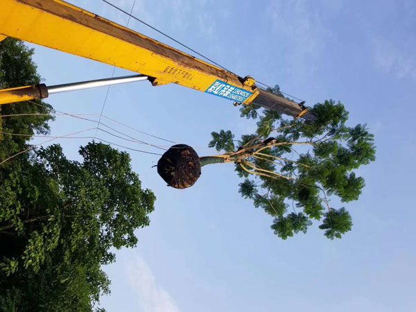 成都藍(lán)花楹種植基地，如何低價(jià)買高存活苗