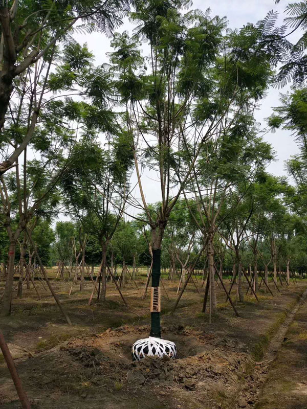 成都藍(lán)花楹種植基地，如何低價(jià)買高存活苗