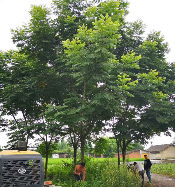 成都藍(lán)花楹種植基地，如何低價(jià)買高存活苗