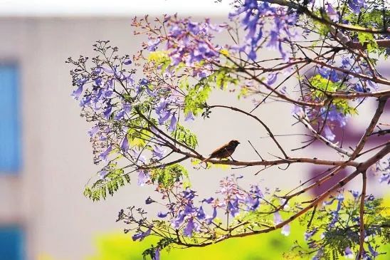 藍花楹唯美短詩句