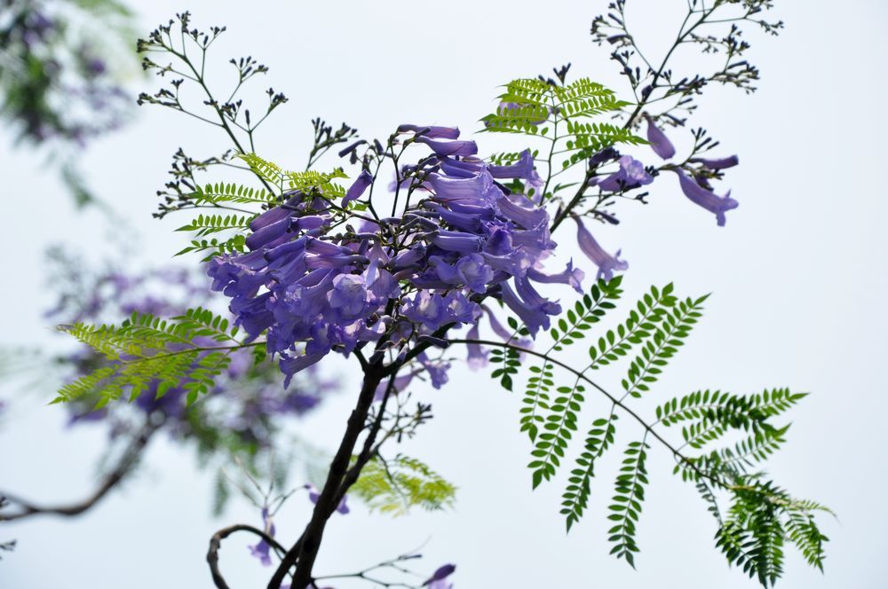 藍花楹唯美短詩句