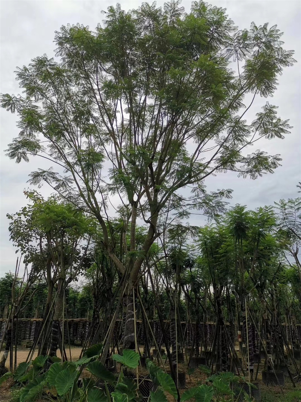 眉山藍花楹價格基地