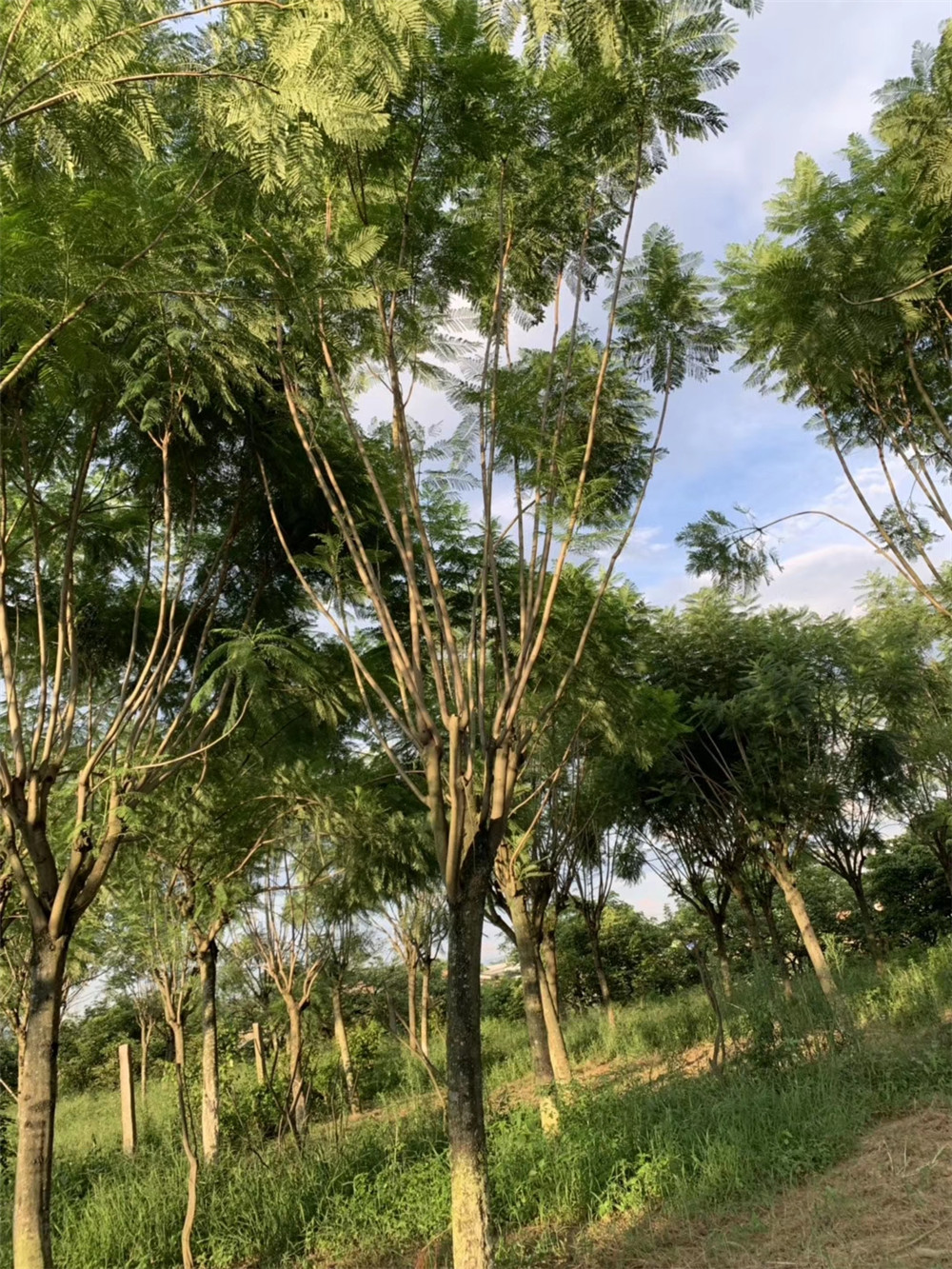 眉山藍花楹價格基地