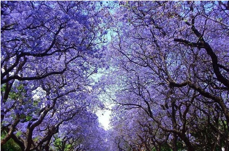 【藍(lán)花楹的寓意和象征】