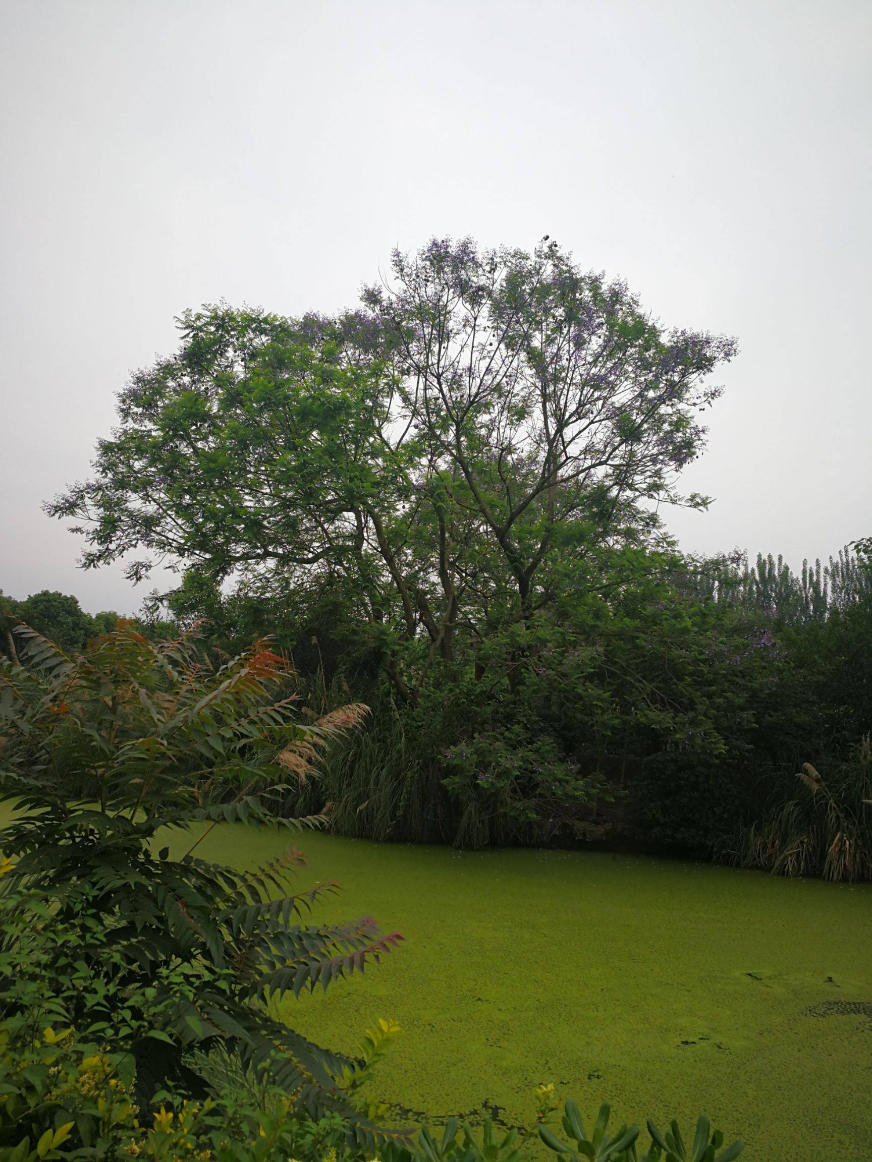 【40公分的藍花楹價格】