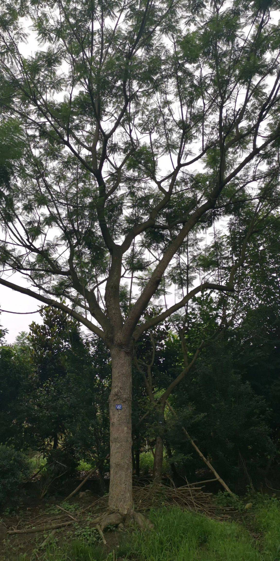 【40公分的藍花楹價格】
