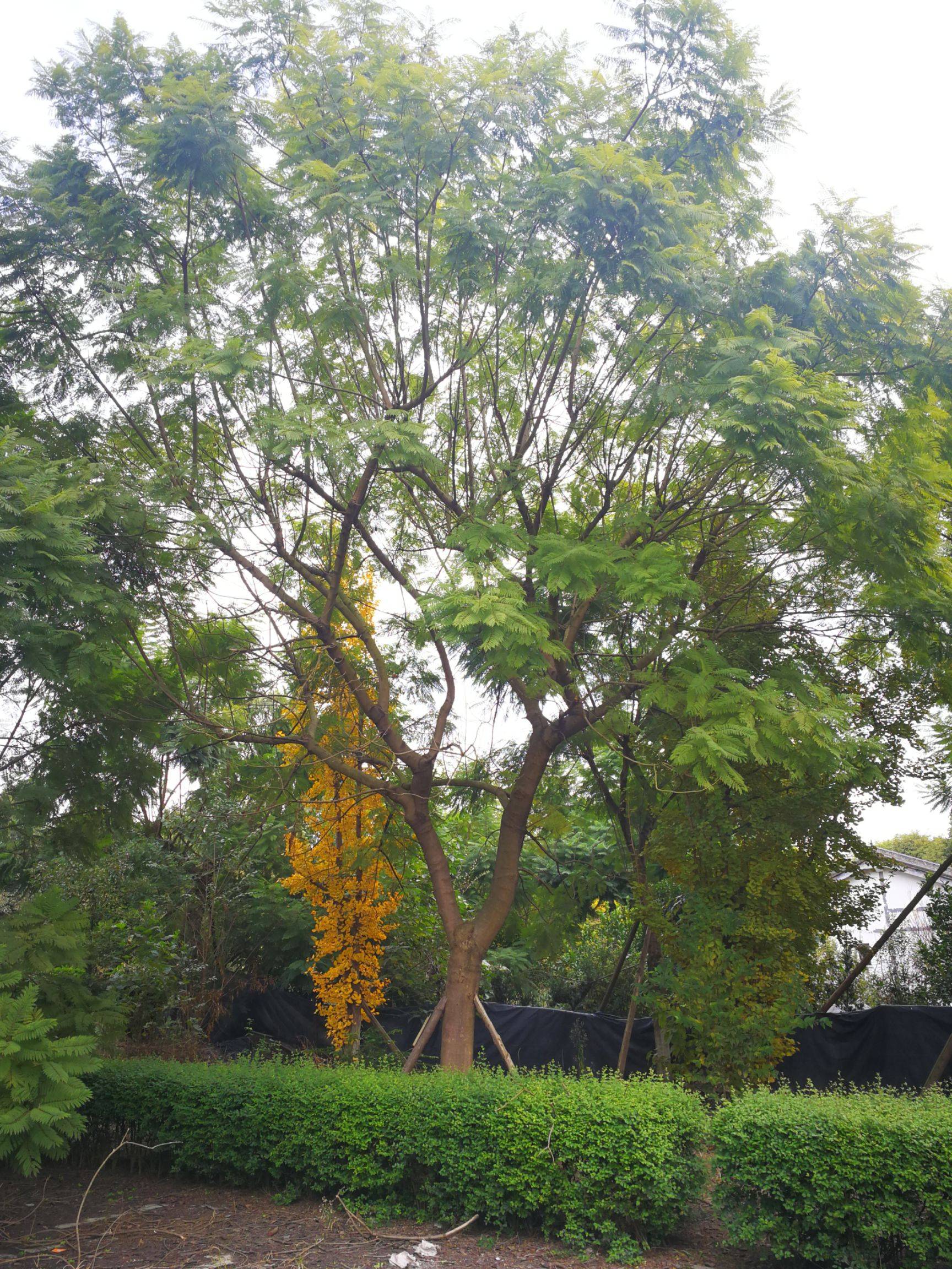【40公分的藍花楹價格】