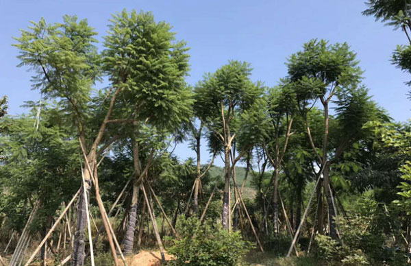 【四川15一18公分藍花楹報價】
