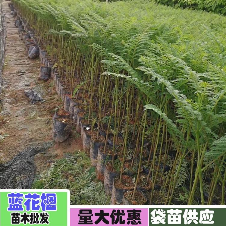 藍(lán)花楹小苗圖片