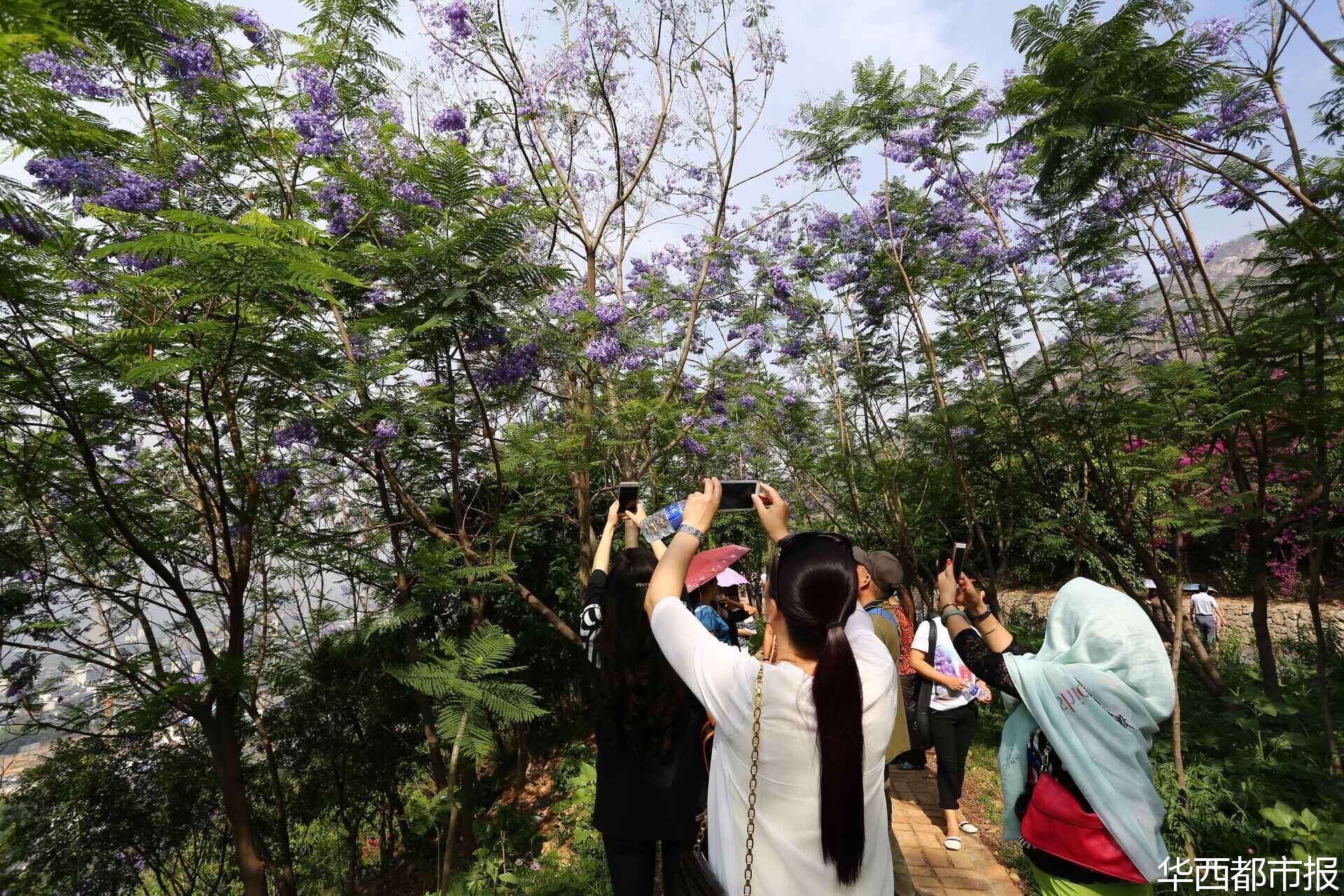 【四川藍(lán)花楹最多的處所】