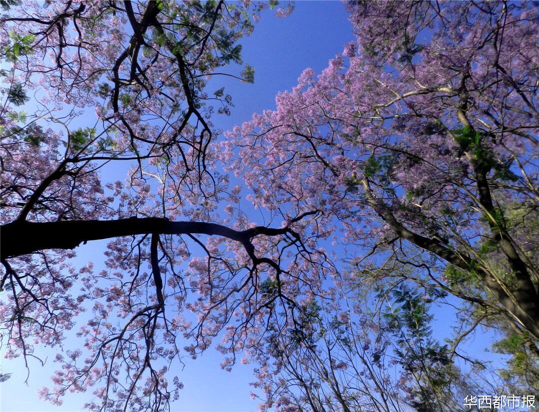 【四川藍(lán)花楹最多的處所】
