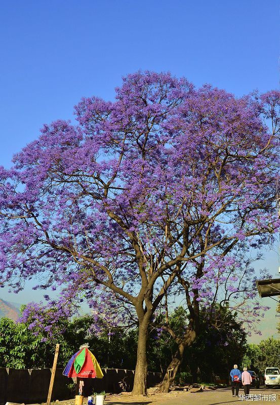 【四川藍(lán)花楹最多的處所】