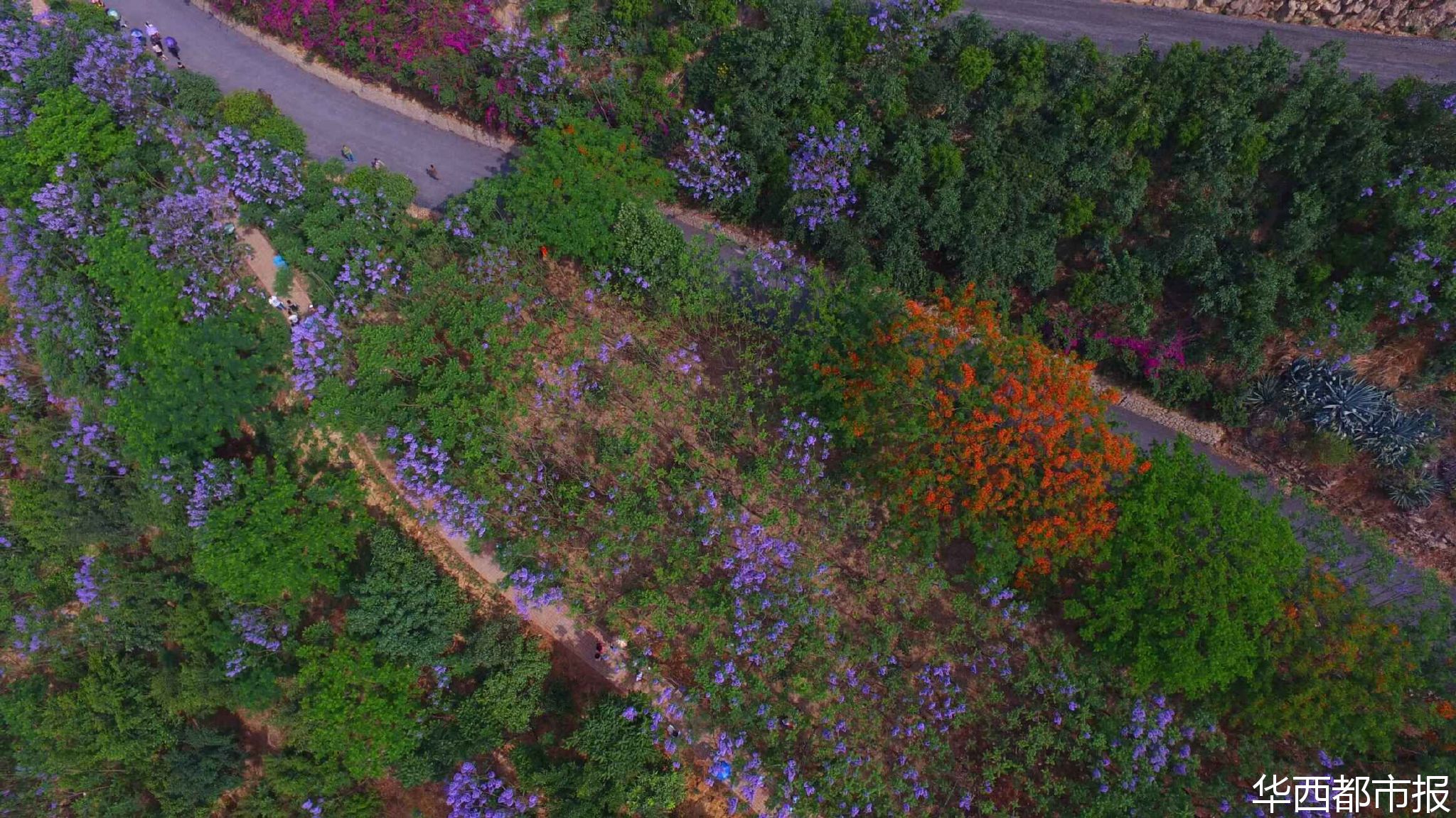 【四川藍(lán)花楹最多的處所】