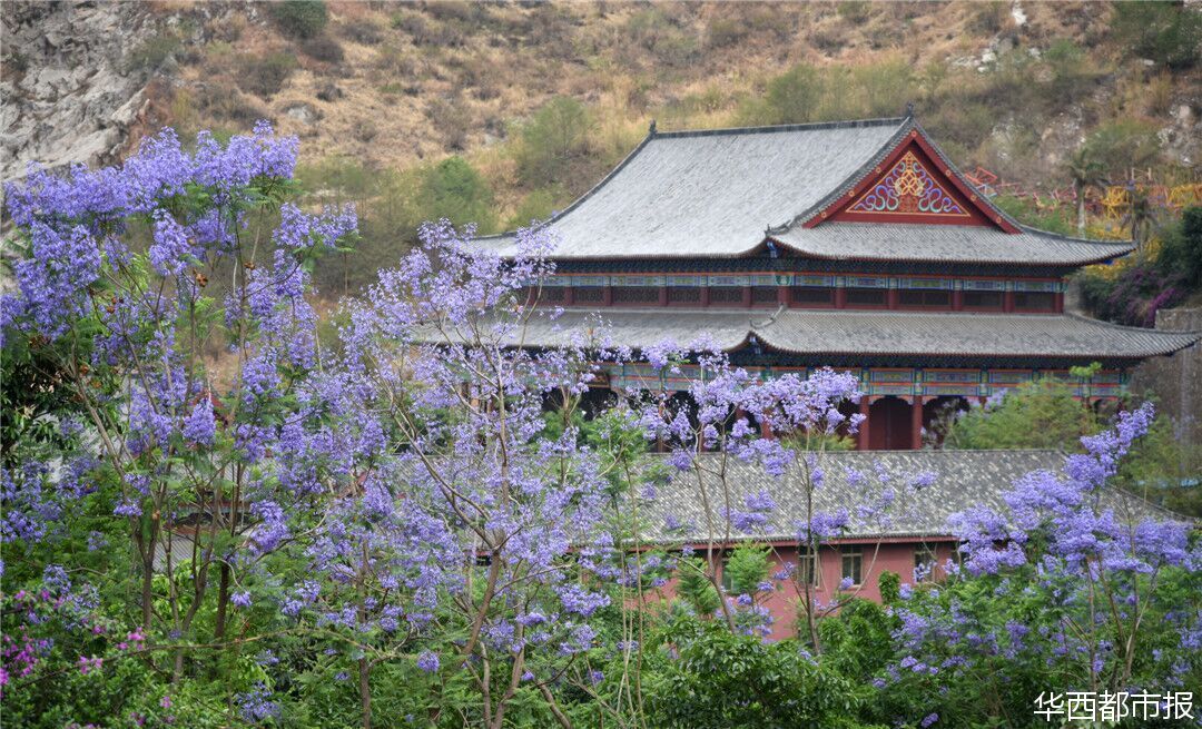 【四川藍(lán)花楹最多的處所】