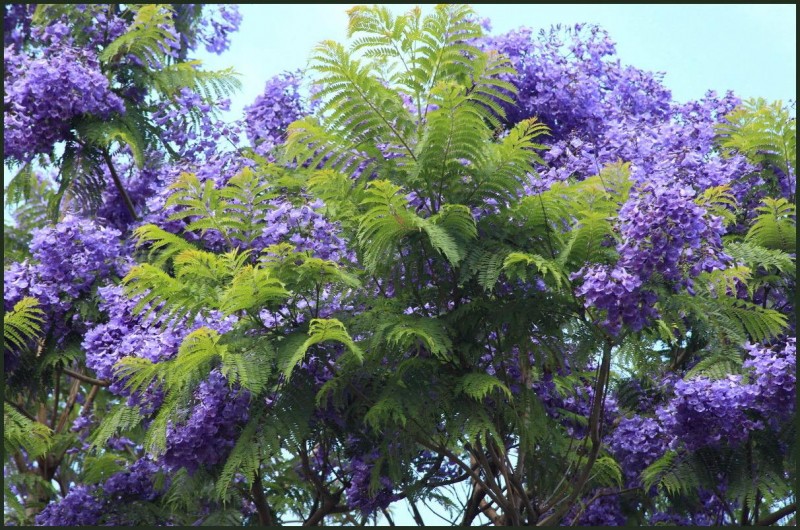 【藍(lán)花楹多少多錢一棵】