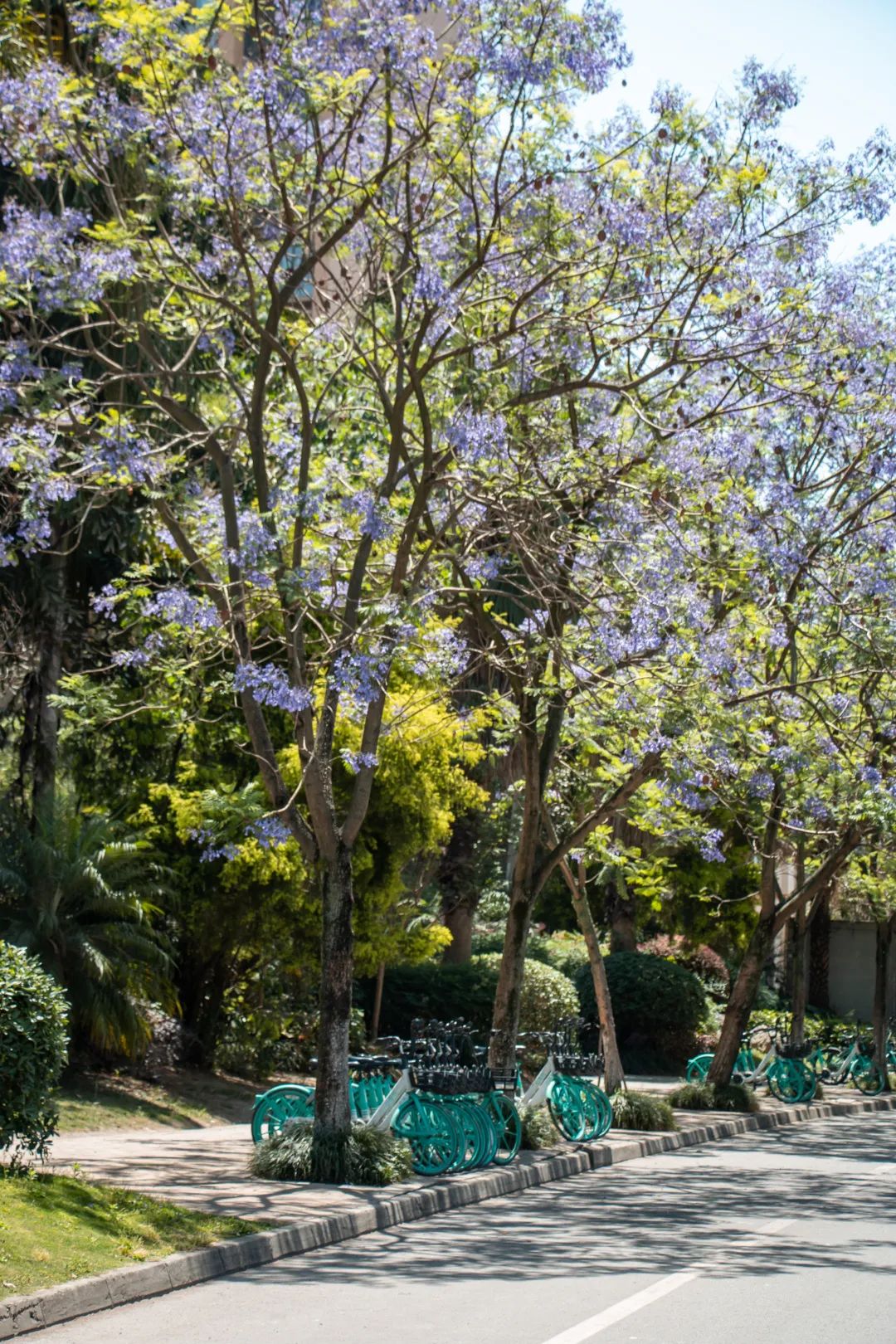 溫江什么處所的藍花楹最美麗