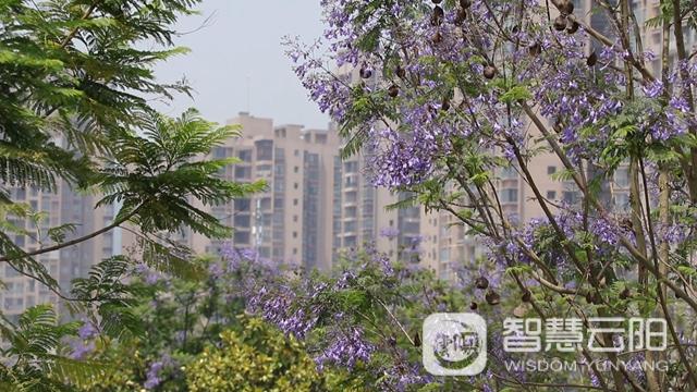 藍(lán)花楹圖片唯美綻開 月光草坪不竭革新