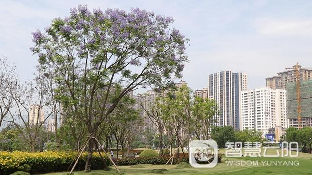 藍(lán)花楹圖片唯美綻開 月光草坪不竭革新