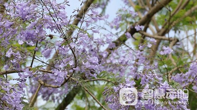 藍(lán)花楹圖片唯美綻開 月光草坪不竭革新