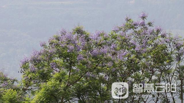 藍(lán)花楹圖片唯美綻開 月光草坪不竭革新