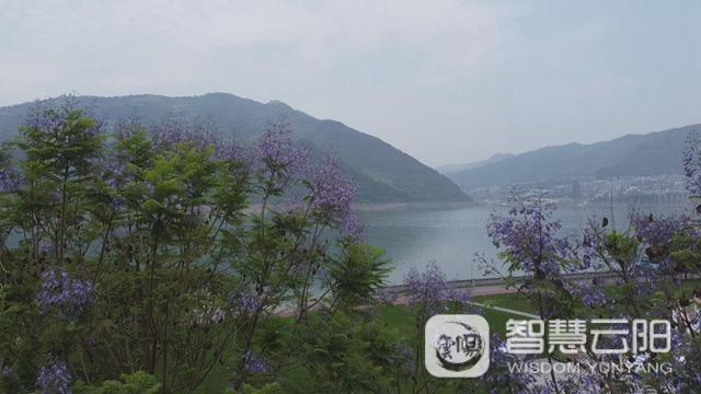 藍(lán)花楹圖片唯美綻開 月光草坪不竭革新