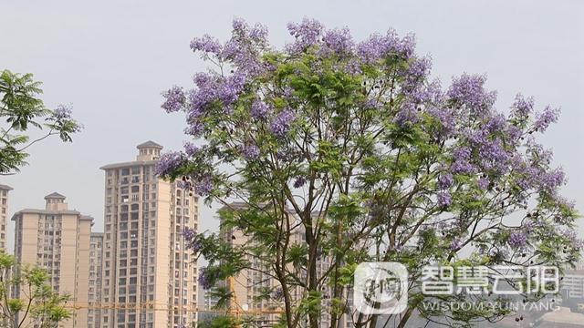 藍(lán)花楹圖片唯美綻開 月光草坪不竭革新