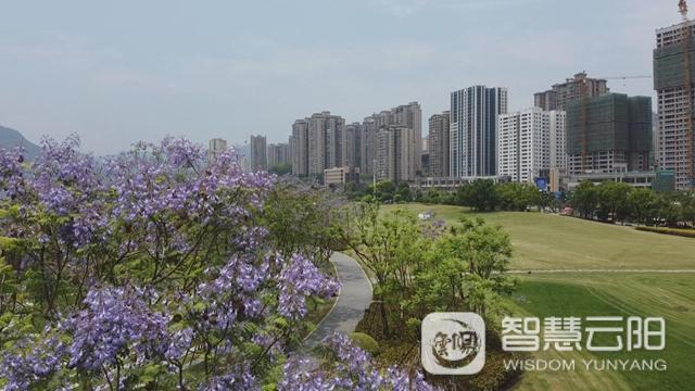 藍(lán)花楹圖片唯美綻開 月光草坪不竭革新