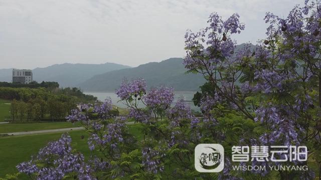 藍(lán)花楹圖片唯美綻開 月光草坪不竭革新