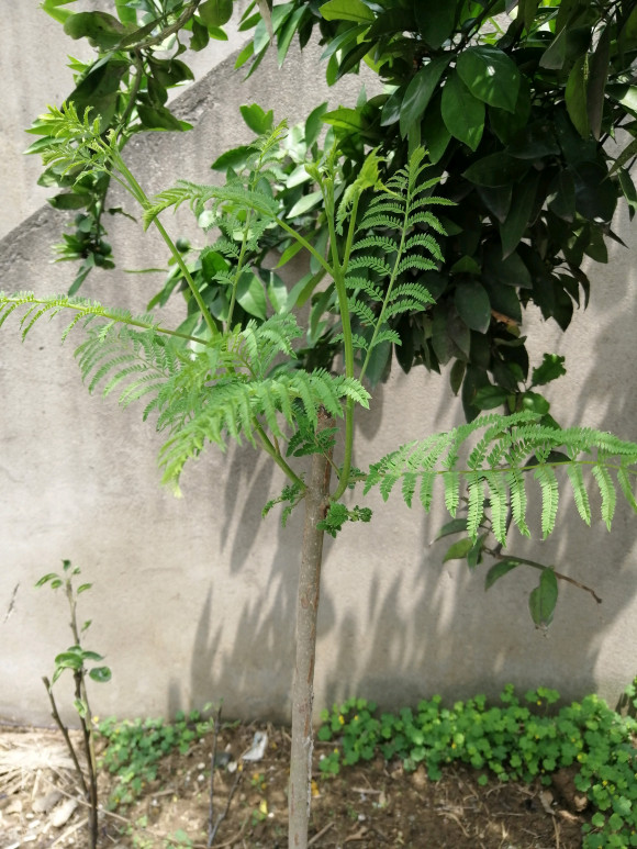 藍花楹直徑3公分