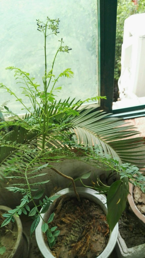 藍花楹種子種植后多久開花？