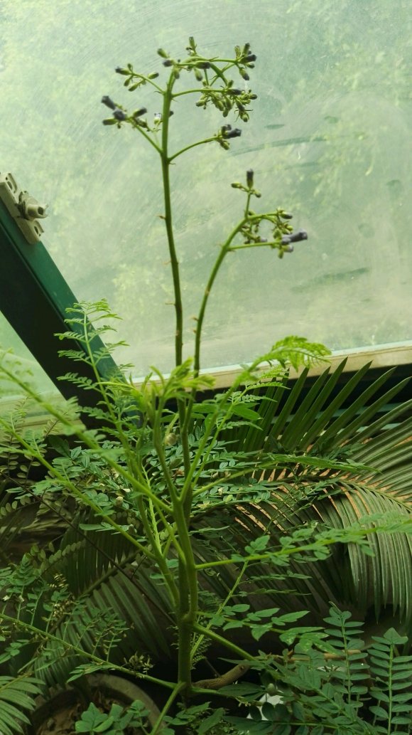 藍花楹種子種植后多久開花？