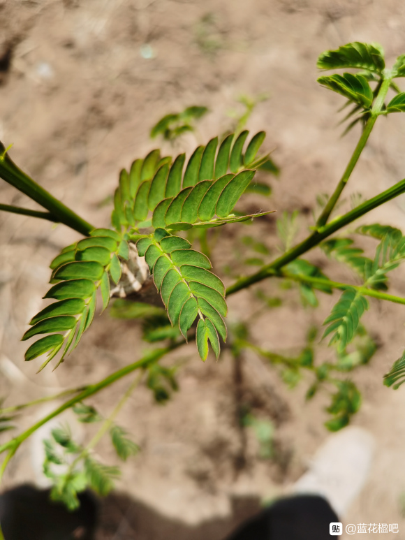 在淘寶上買的藍花楹，種子或者樹苗是真的還是假的合歡樹或者