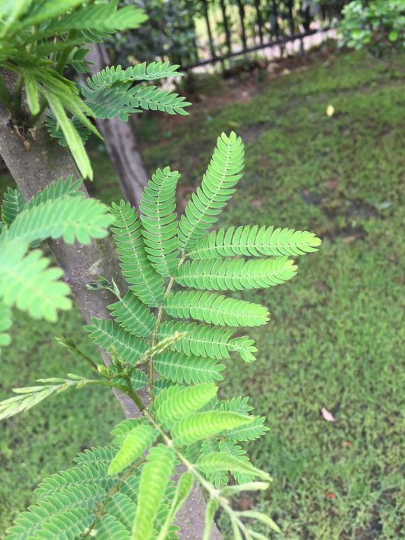 在淘寶上買的藍花楹，種子或者樹苗是真的還是假的合歡樹或者
