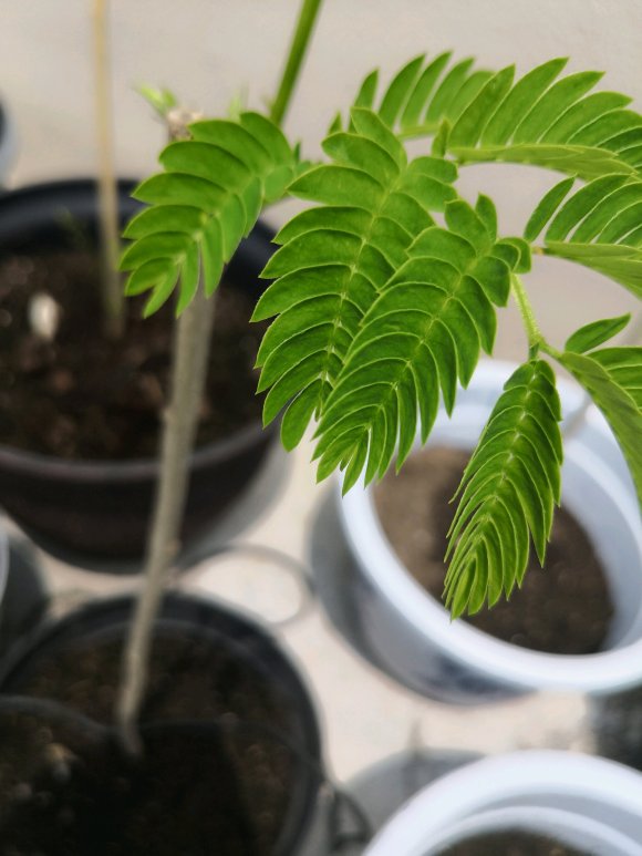 在淘寶上買的藍花楹，種子或者樹苗是真的還是假的合歡樹或者