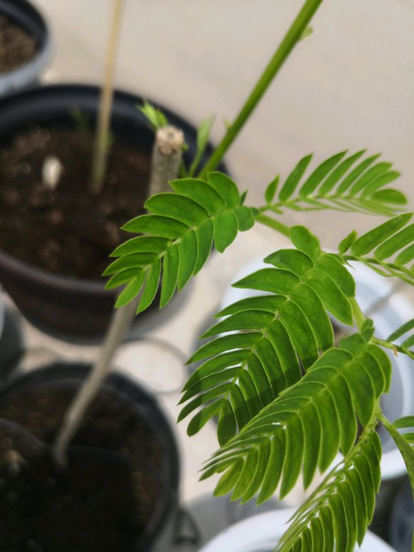 在淘寶上買的藍花楹，種子或者樹苗是真的還是假的合歡樹或者