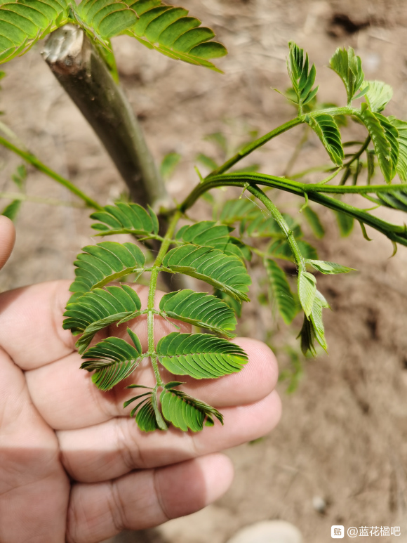 在淘寶上買的藍花楹，種子或者樹苗是真的還是假的合歡樹或者