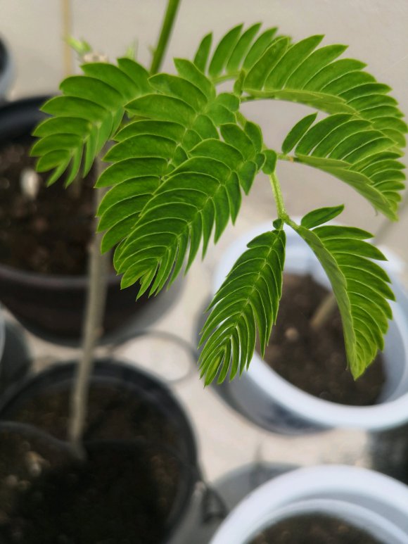 在淘寶上買的藍花楹，種子或者樹苗是真的還是假的合歡樹或者