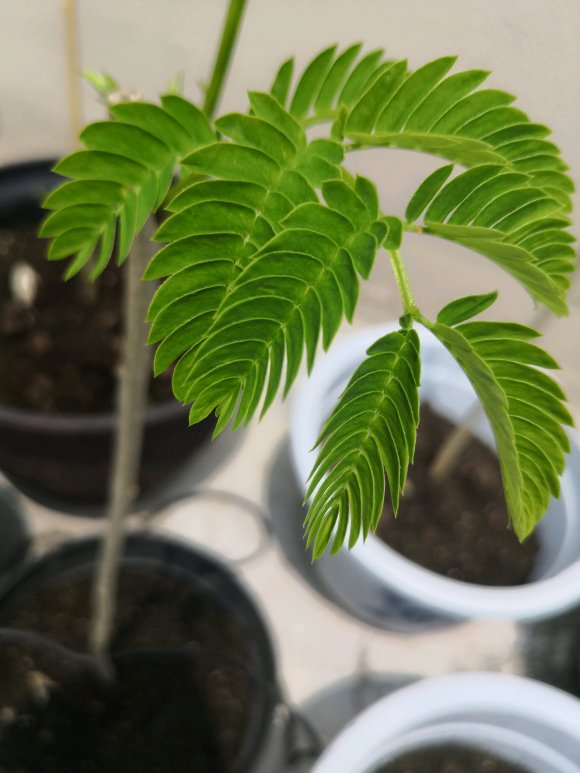 在淘寶上買的藍花楹，種子或者樹苗是真的還是假的合歡樹或者