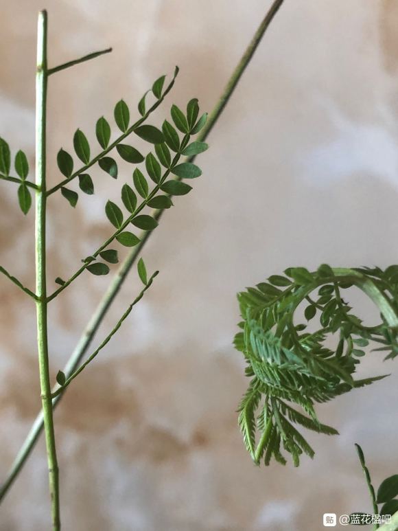 在淘寶上買的藍花楹，種子或者樹苗是真的還是假的合歡樹或者